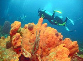Buceo en los corales
