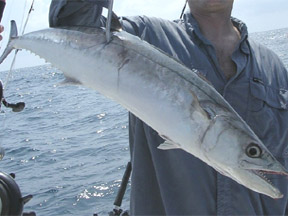 Kingfish en Cartagena